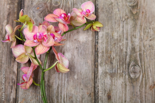 Orchid  Phalaenopsis  