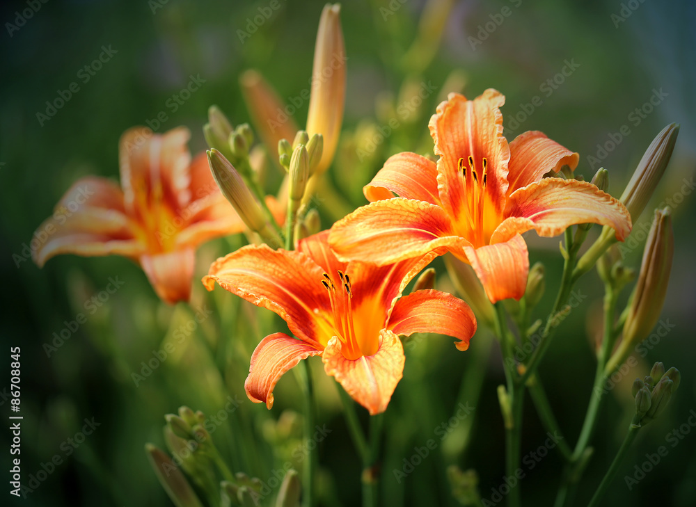 Obraz premium Orange lily