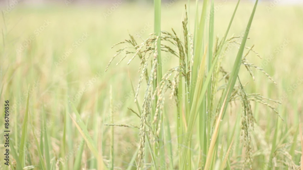 rice field in soft breeze rice field in soft breeze