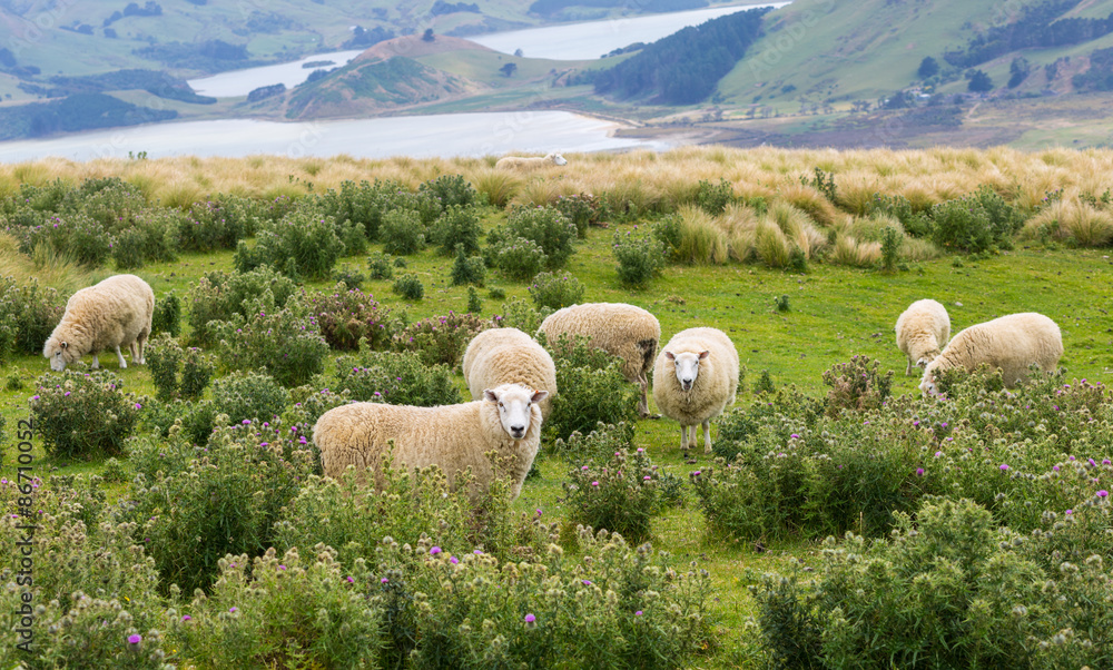 Naklejka premium Flocks of sheep graze in the fields with spectacular ocean views