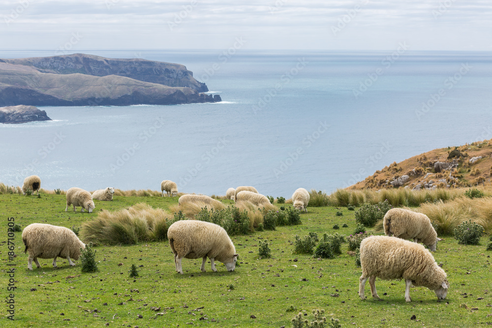 Fototapeta premium Flocks of sheep graze in the fields with spectacular ocean views