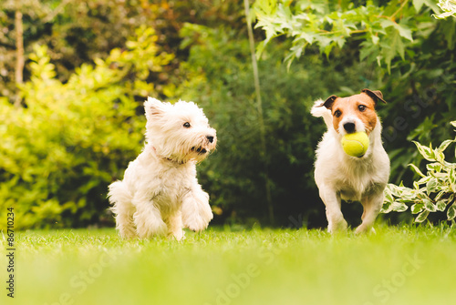Two dogs playing with a ball. photo