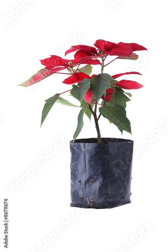 red poinsettia flower isolated on white background