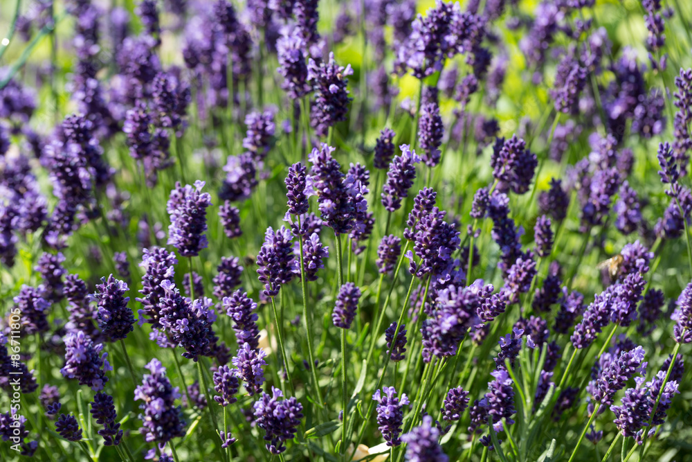 Naklejka premium Garden with the flourishing lavender