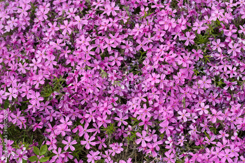 Aubrieta cultorum - pink or purple small flowers