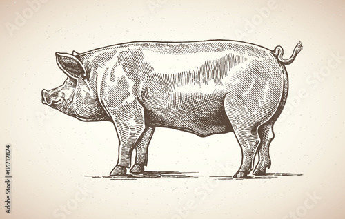 Pig in graphic style. Drawing by hand.