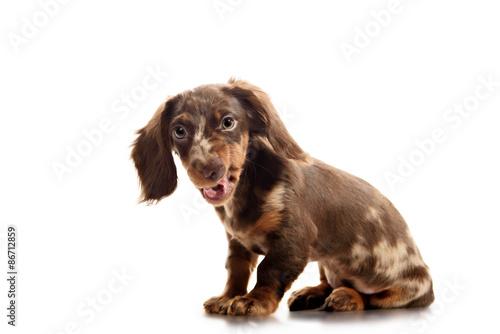 Fototapeta Naklejka Na Ścianę i Meble -  puppy dachshund on a white background