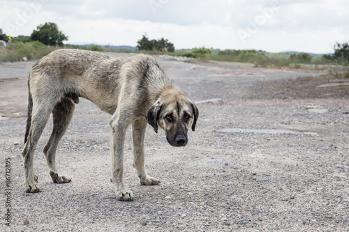 street dog