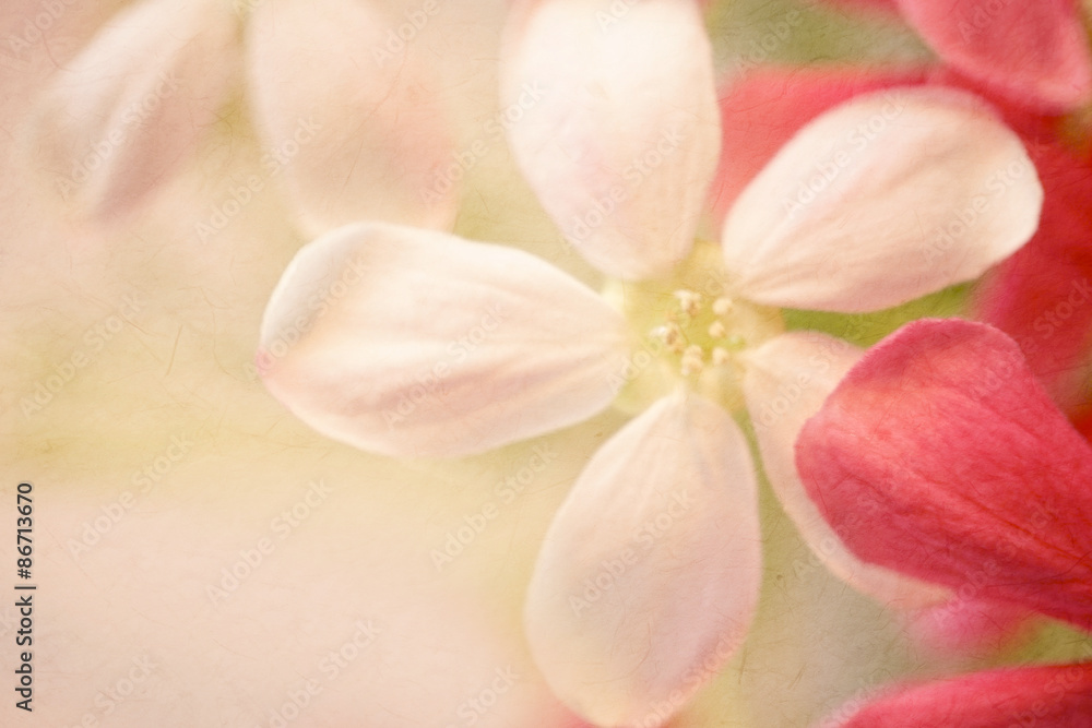 sweet color flowers in soft style on mulberry paper texture for background

