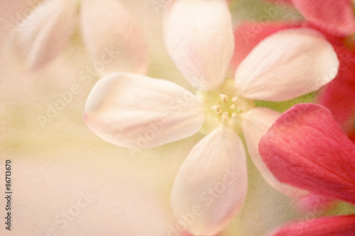 sweet color flowers in soft style on mulberry paper texture for background 