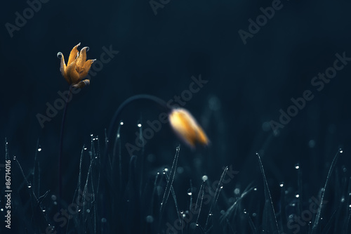 Fototapeta Naklejka Na Ścianę i Meble -  Two night tulips