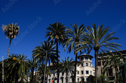 palmen und blauer himmel in mallorca © thomaseder