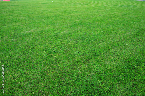 Green texture of grass lawn
