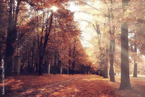 Fototapeta Naklejka Na Ścianę i Meble -  The path in the autumn forest