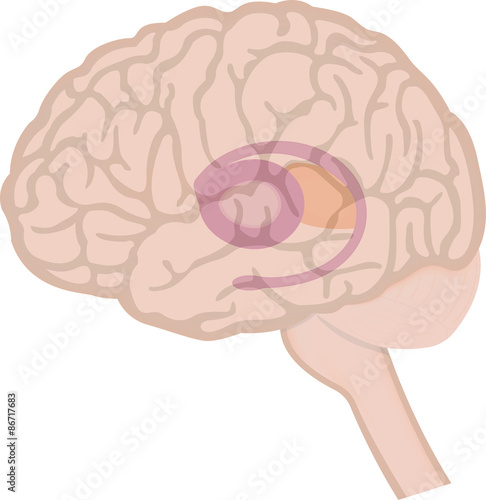 The Basal Ganglia