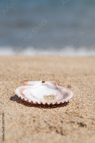 summer template with seashell on sand