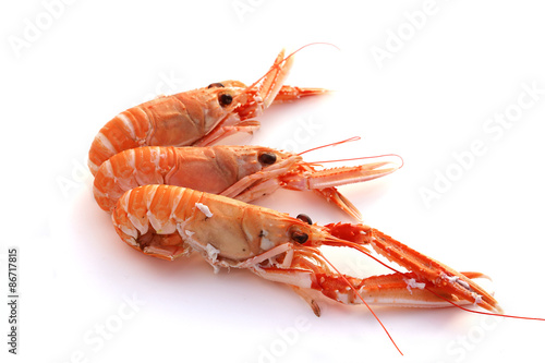 Langoustes photo