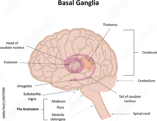 The Basal Ganglia Illustration photo