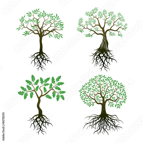 Set of Trees and Roots. Oak and Olive Trees.