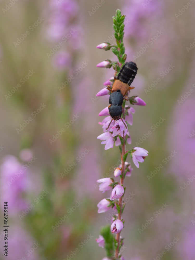 Rove Beetle - Platydracus stercorarius Rove Beetle - Platydracus stercorarius