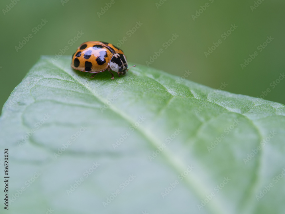 Naklejka premium Ten-spotted ladybird - Adalia decempunctata