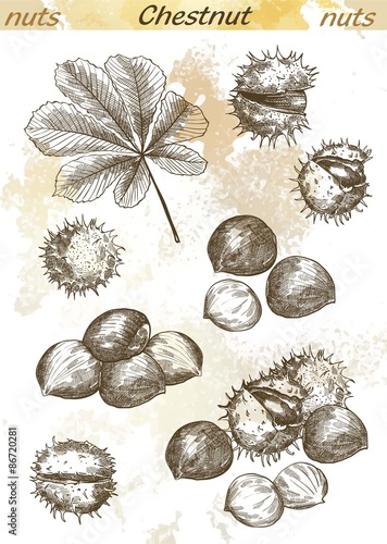 chestnut