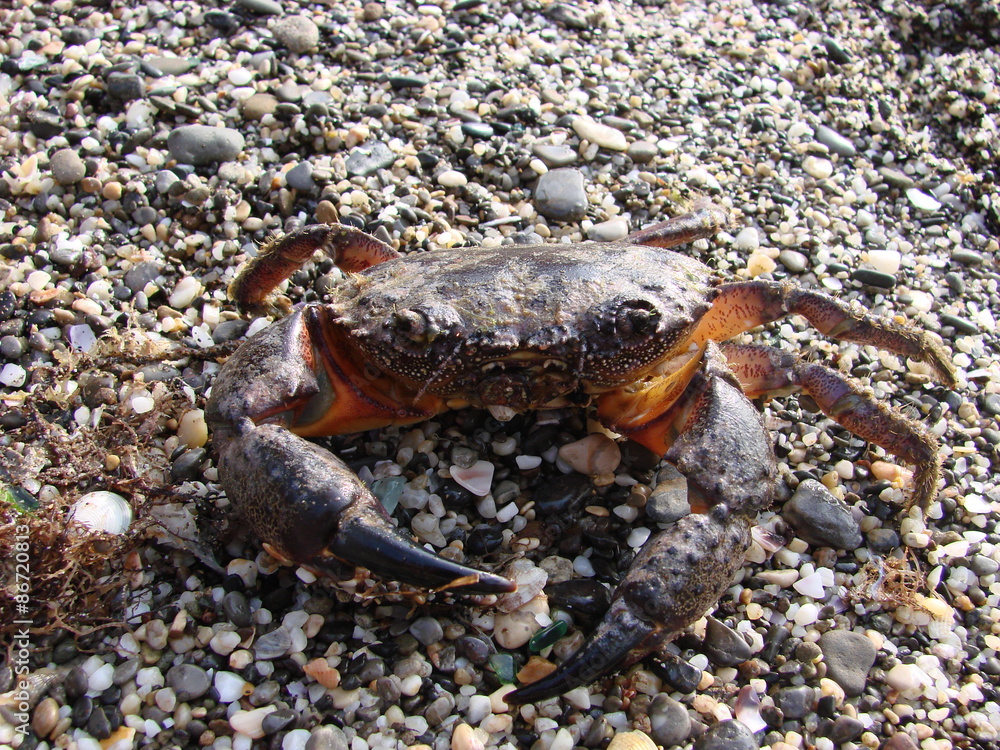 Crab on the beach