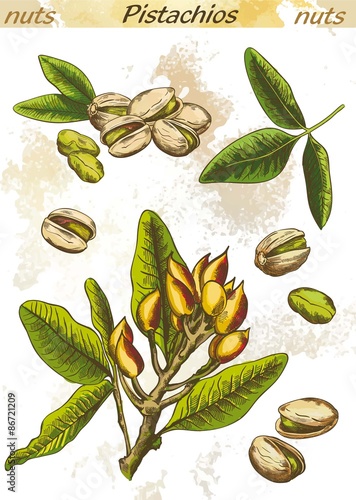 pistachios color