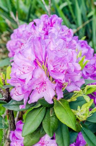 Purple-pink Haaga Rhododendron flowers, close up photo