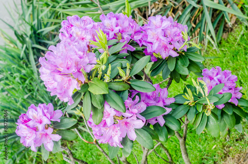 Purple-pink Haaga Rhododendron flowers, close up photo