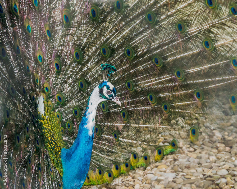 Fototapeta premium Peacock with colored feathers, close up