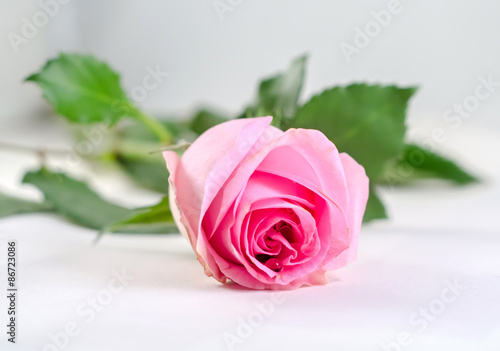 Pink roses flower  close up  isolated