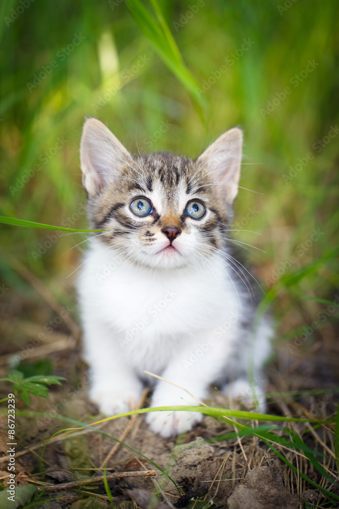 Obraz premium kitten in nature