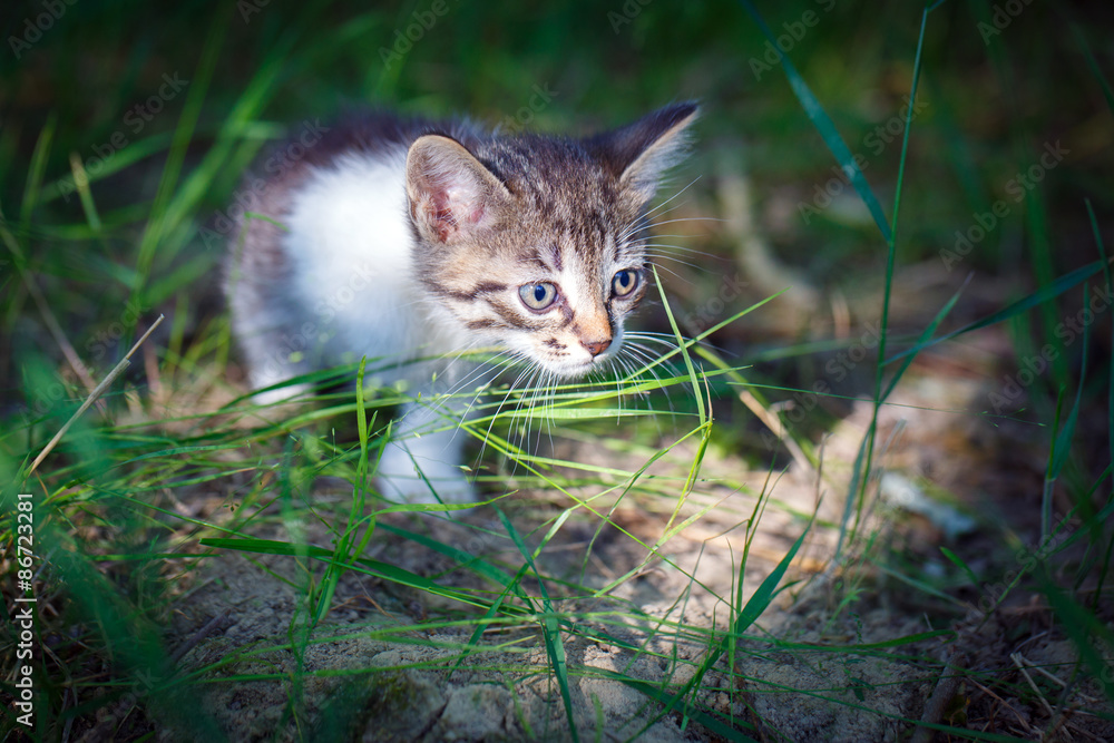kitten in nature