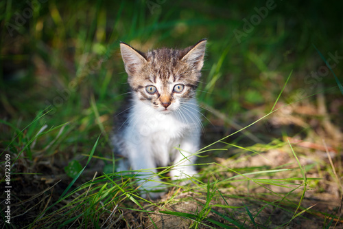 kitten in nature © DragoNika