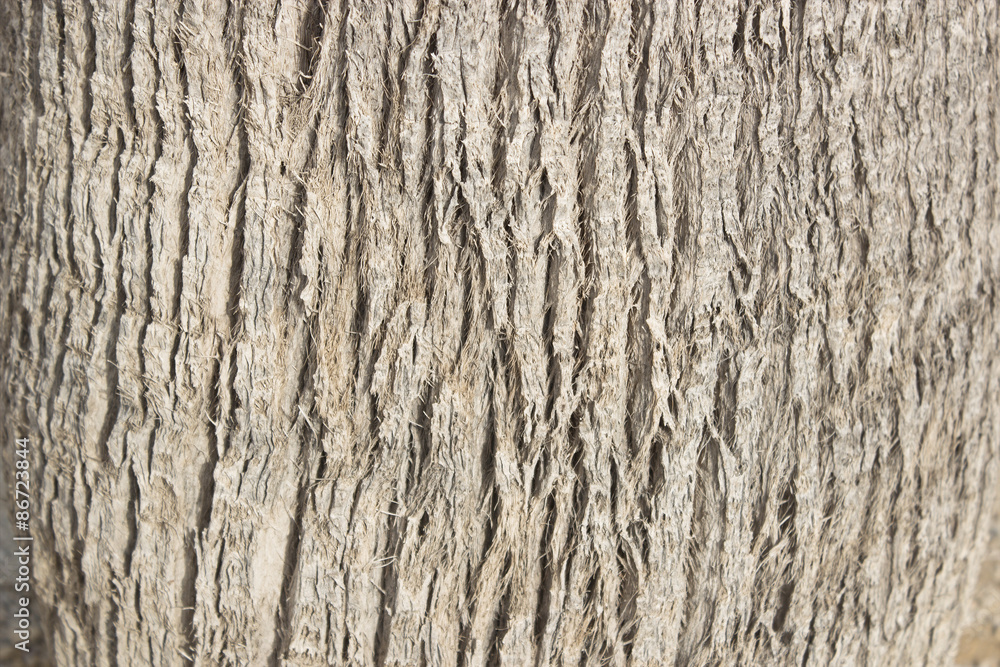 palm tree trunk texture palm tree trunk texture
