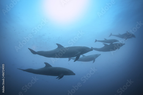 Row of dolphins swimming view under the water