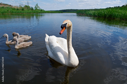  Swan Family