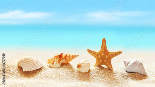 Seashells and starfish on seashore in tropical beach