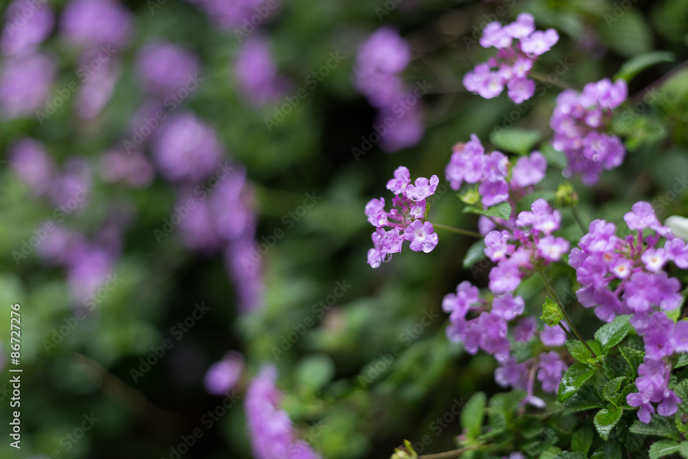 purple lantana purple lantana