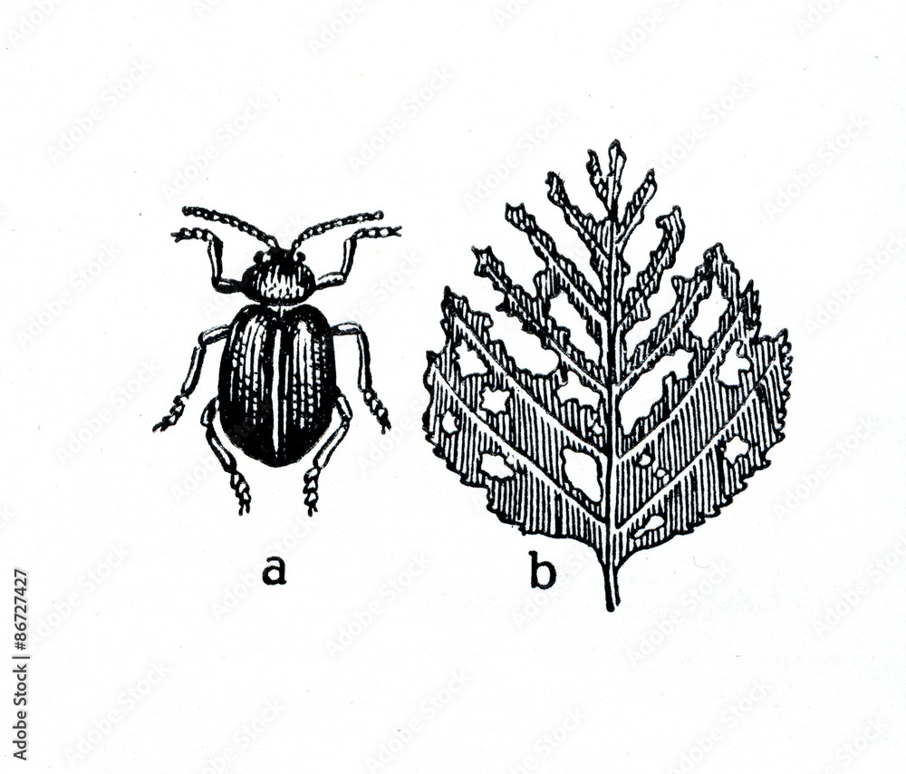 Obraz premium Alder leaf beetle (Agelastica alni)