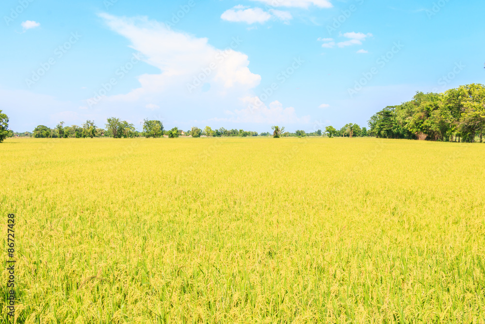 Thai rice field at north Thailand