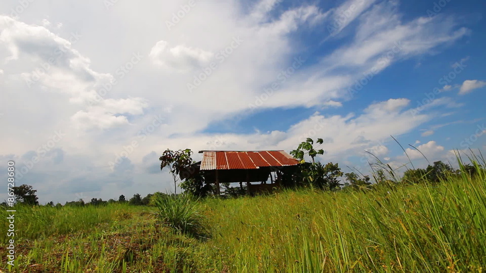 Rice farm with sky in local country of Thailand Rice farm with sky in local country of Thailand