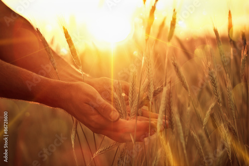 Solar wheat