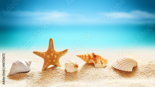 Seashells and starfish on seashore in tropical beach 