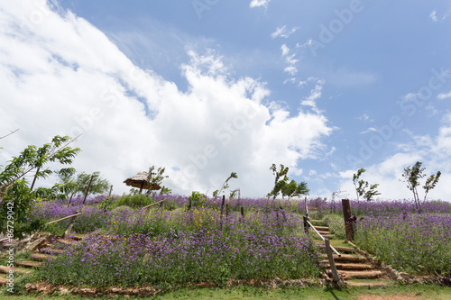 Purple verbena with cloudy sky in background