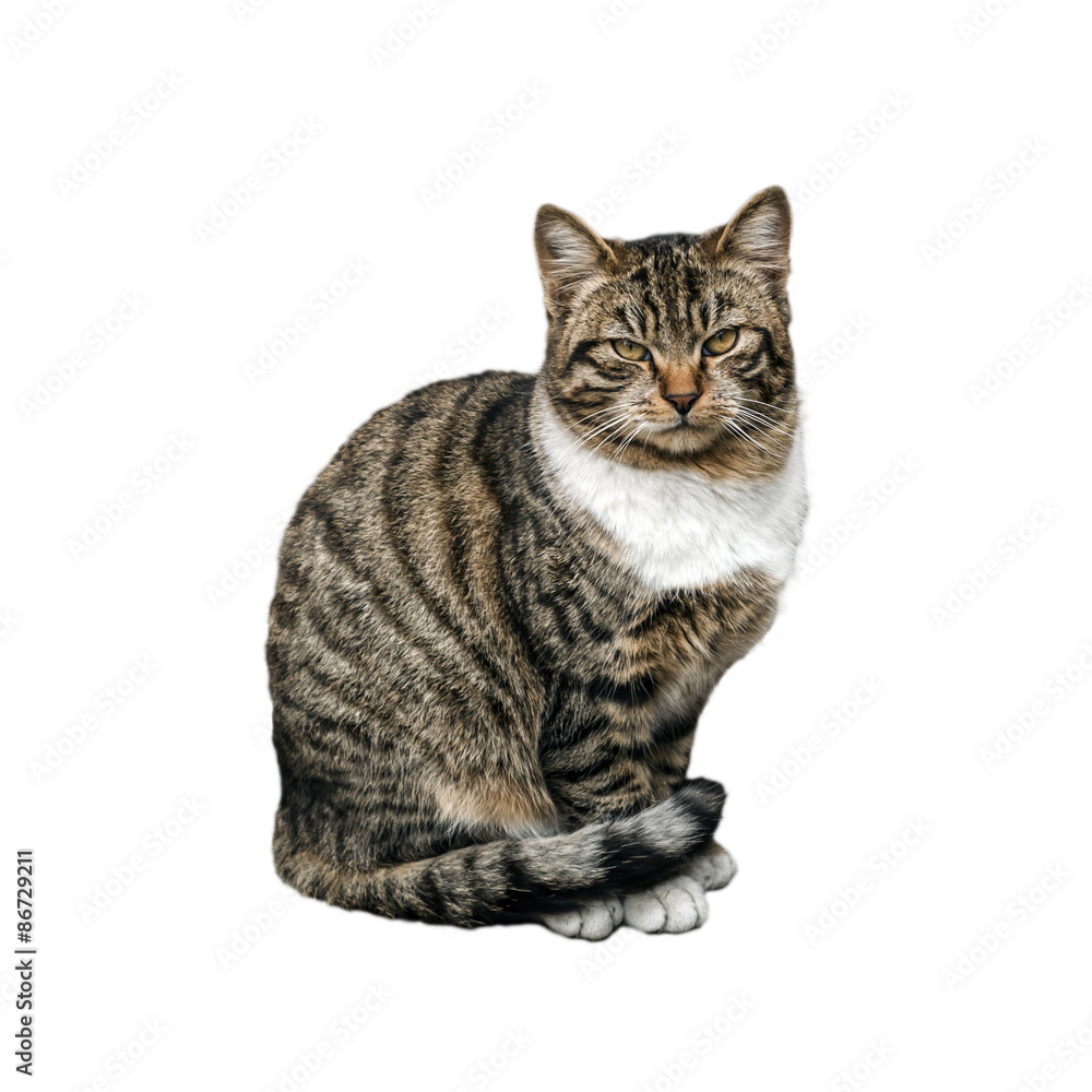 Fototapeta premium Beautiful cat on white background
