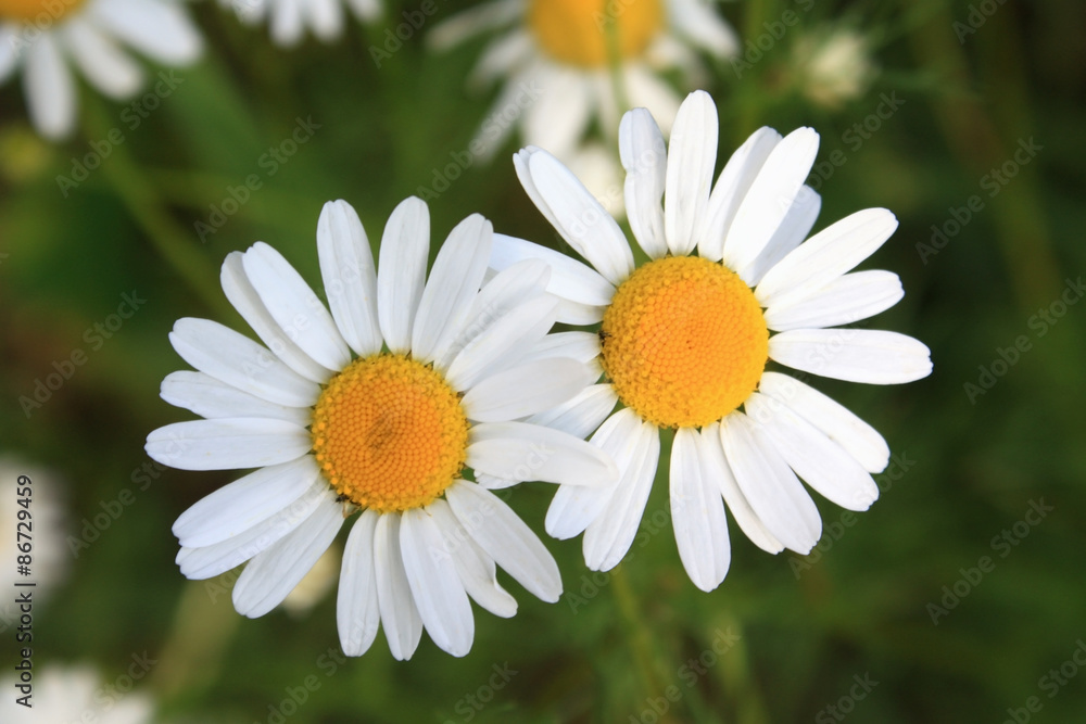 Fototapeta premium two daisies