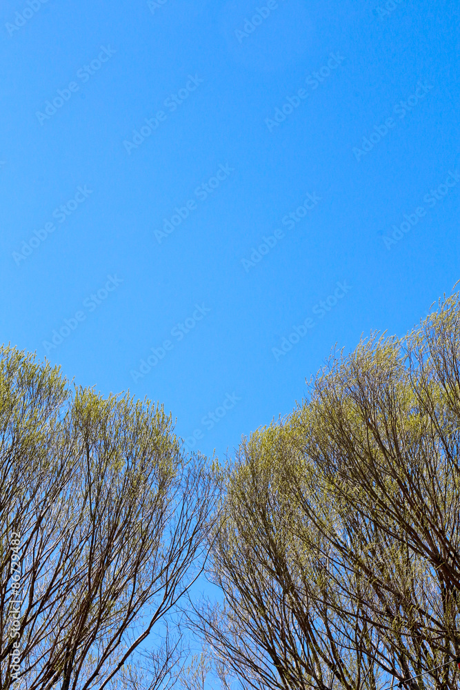 Tops of two large oak trees budding with light green leaves starting to emerge Tops of two large oak trees budding with light green leaves starting to emerge