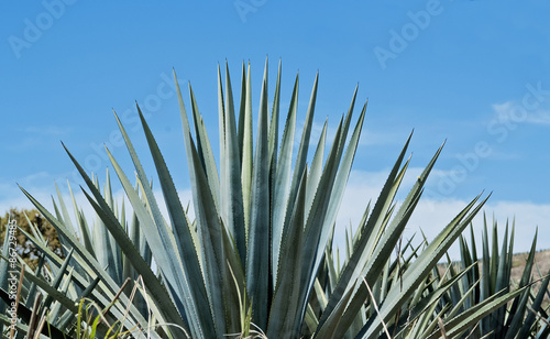 Tequila Landscape